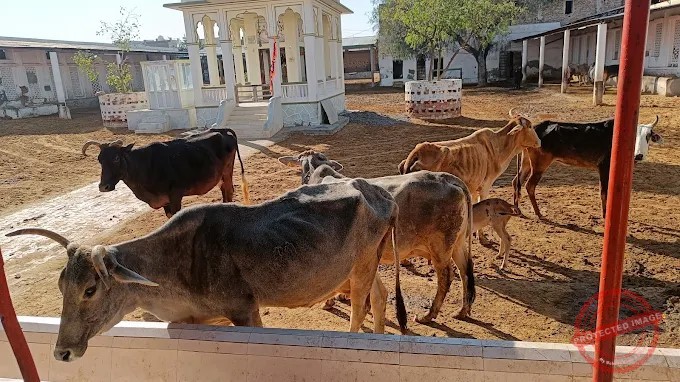 रामगढ़ की श्रीकृष्ण गौशाला के आजीवन सदस्यों के सत्यापन का द्वितीय चरण 15 मई से प्रारम्भ, पूर्व में प्राप्त सत्यापन फार्मों की पुन: जांच होगी