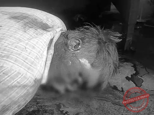 भाई की हत्या कर शव को कमरे में किया बंद : मसाला पीसने वाले पत्थर से सिर पर किया वार; तीन दिन बाद बदबू से हुआ खुलासा